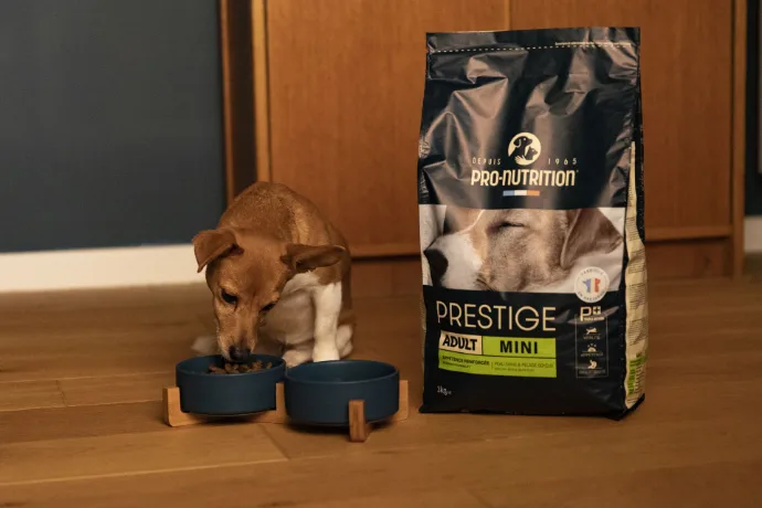 Premium Pro Nutrition Prestige dry dog food in bowl - High-quality kibble for UAE dogs Premium Pro Nutrition Prestige dry dog food in bowl - High-quality kibble for UAE dogs