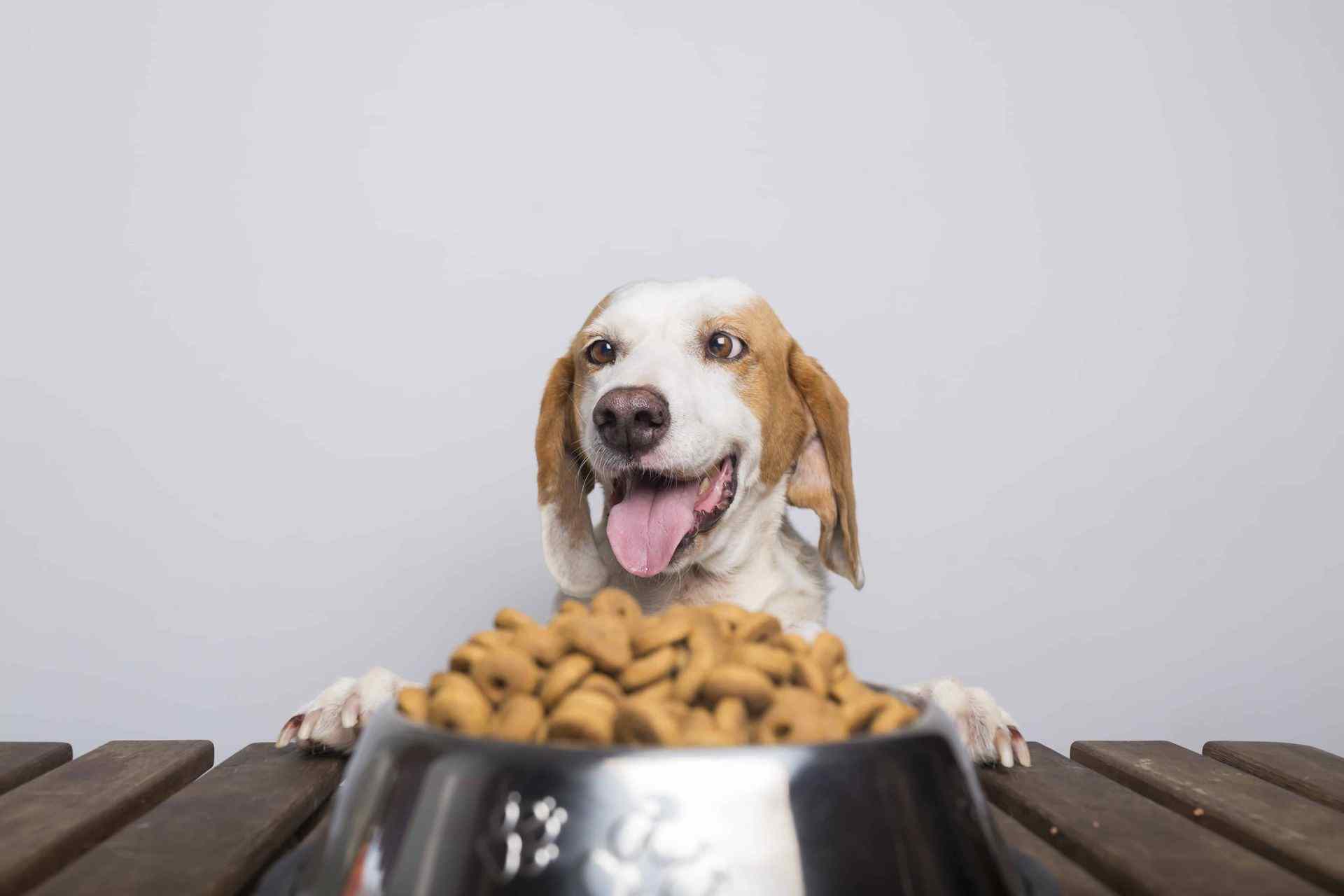 A healthy-looking dog next to a measured portion of dog food