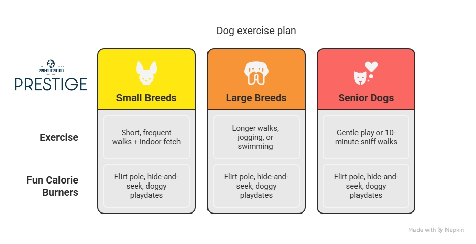 Dog exercise guide: Breed & age-specific activity (small, large, senior)