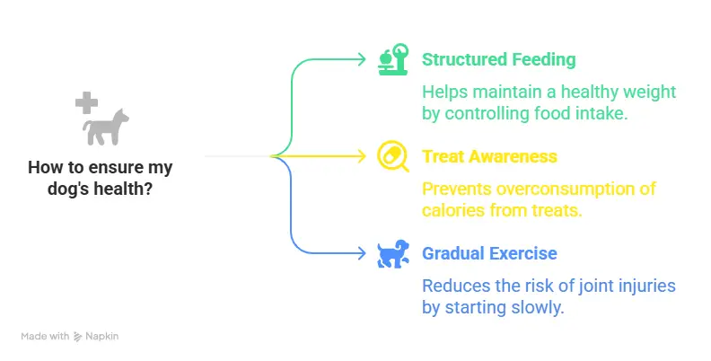 Weight loss for dogs: Avoid free feeding, factor in treats, gradual exercise.