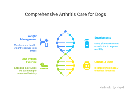 Managing dog arthritis: Weight control, joint supplements, gentle activity