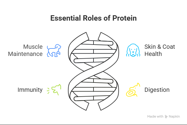 Essential roles of protein 